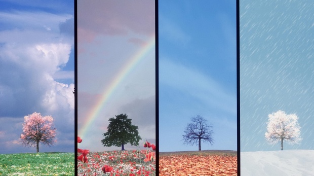 Composing, deciduous tree, seasons, spring, summer, autumn, winters, sequence, flower meadow, meadow, dandelion, poppy, clouded sky, thunderclouds, rainbow, foliage, seagull, flight, snowfall, snows, snows, landscape, four